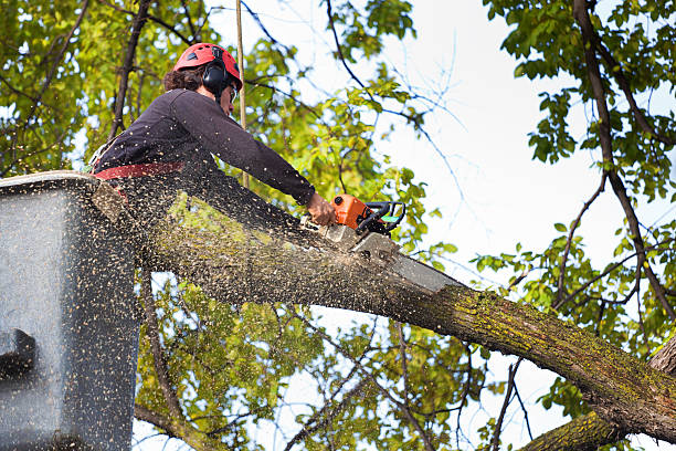 Best Aeration Services  in Lindale, TX