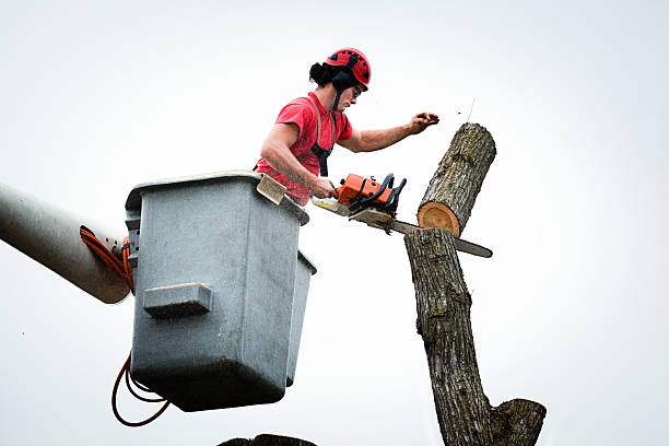 Best Tree Risk Assessment  in Lindale, TX
