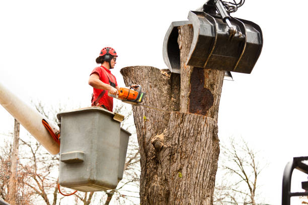 Best Tree Maintenance Programs  in Lindale, TX